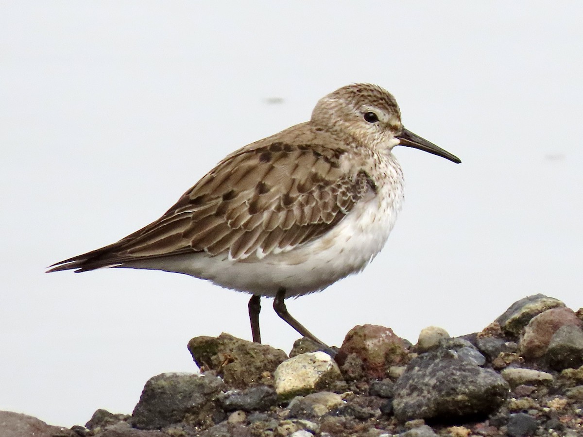 White-rumped Sandpiper - ML645324385