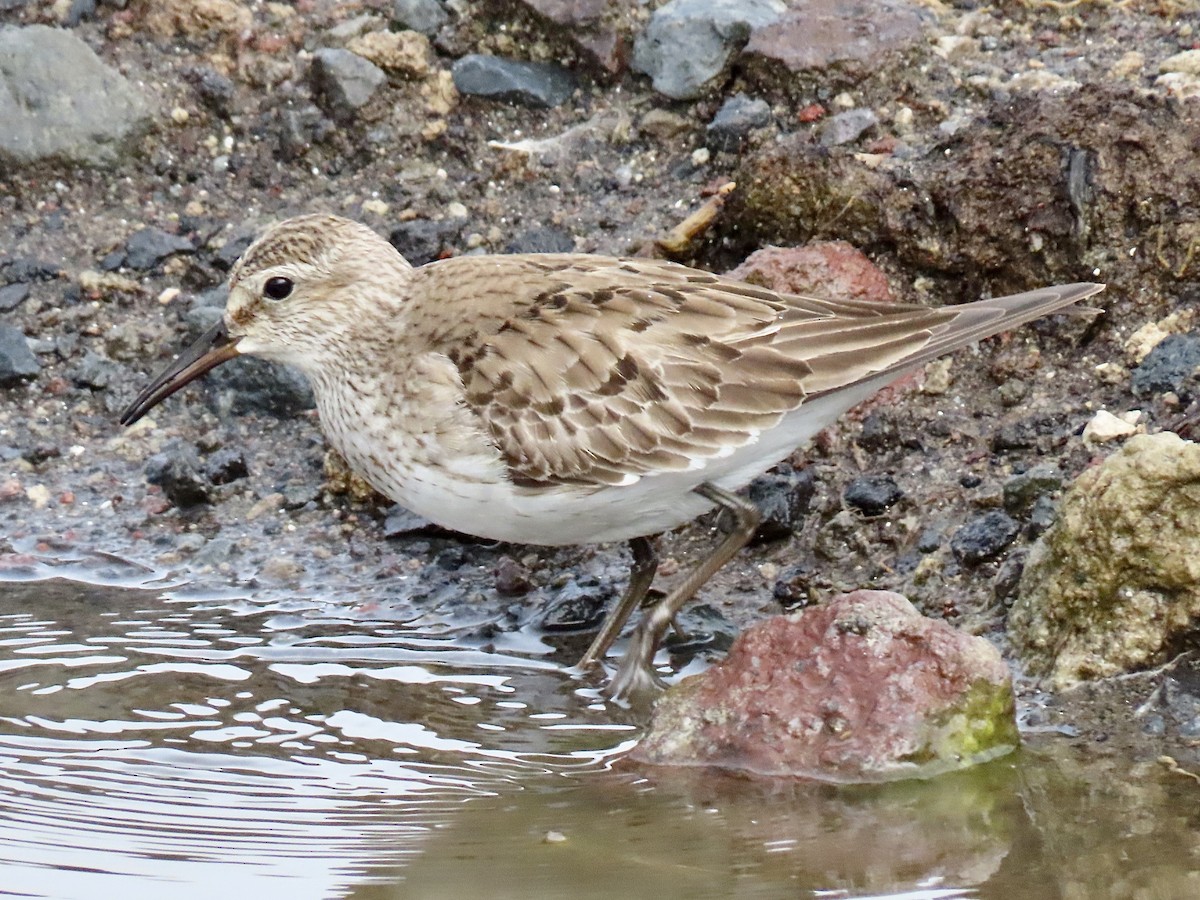 White-rumped Sandpiper - ML645324386