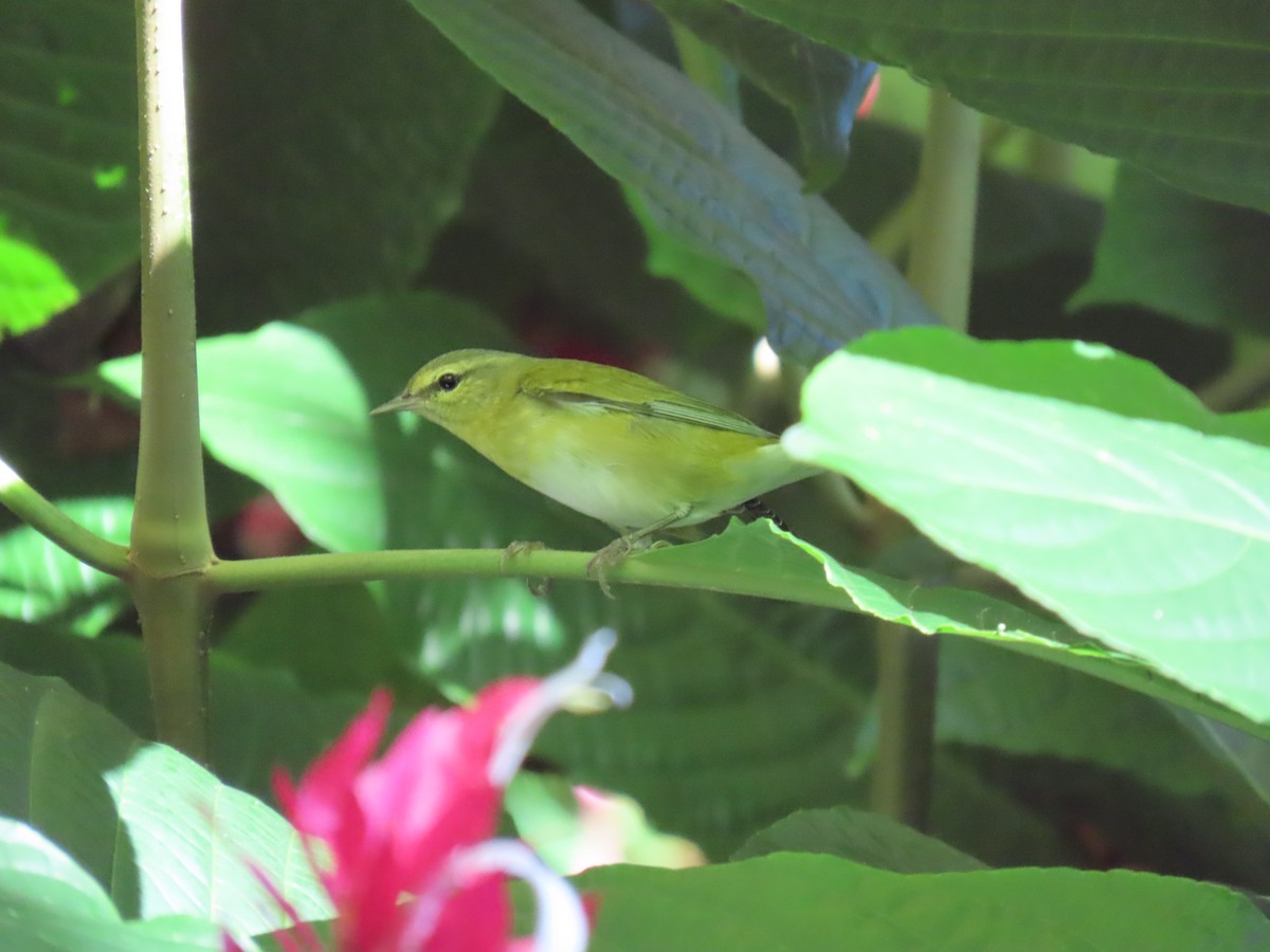 lesňáček olivový - ML645324388