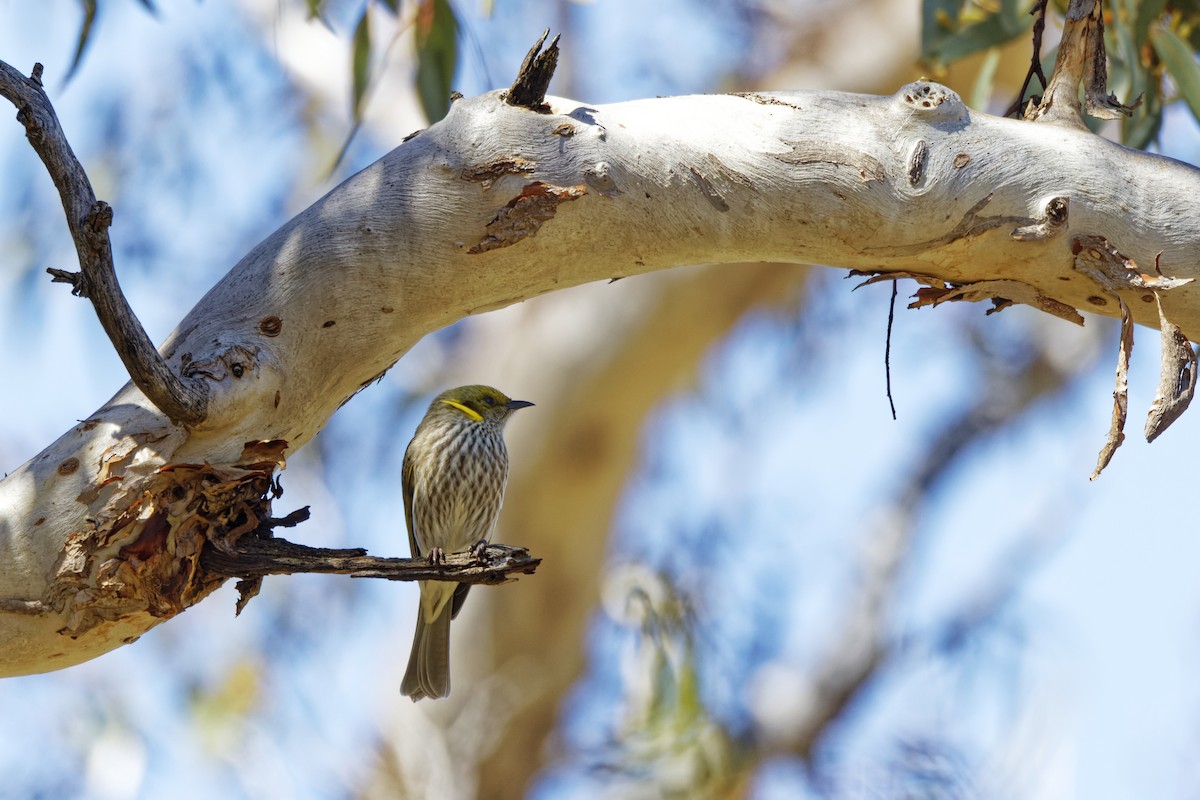 Yellow-plumed Honeyeater - ML645324389