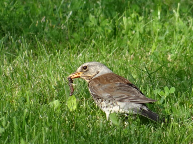 Cesena - ML645324403