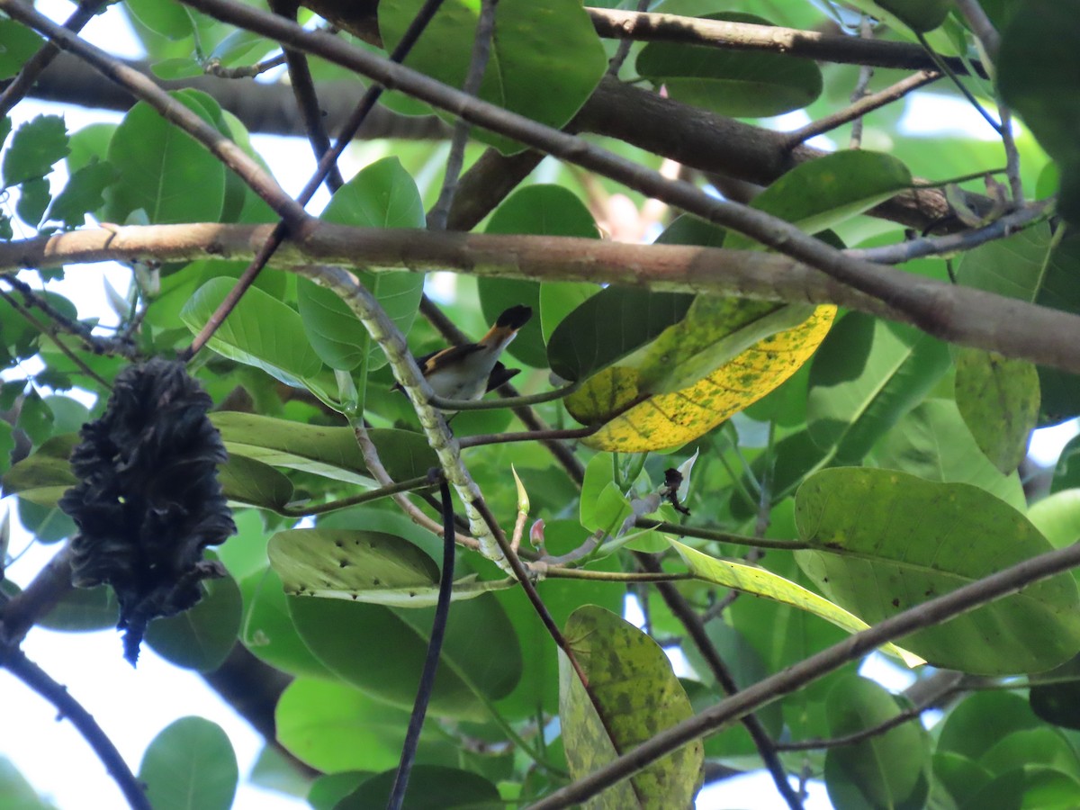 Горихвостковая древесница - ML645324413