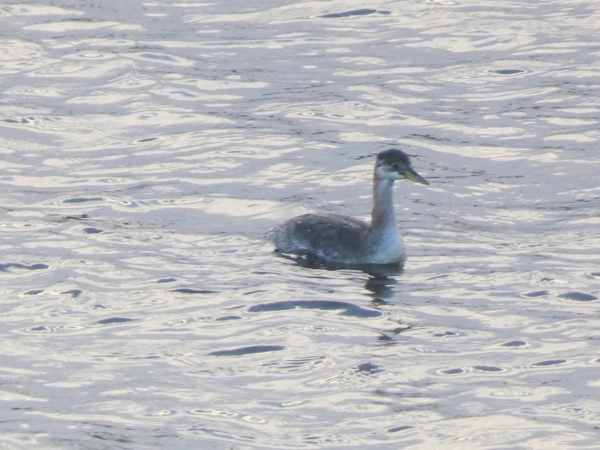 Буурал шунгуур - ML645324414