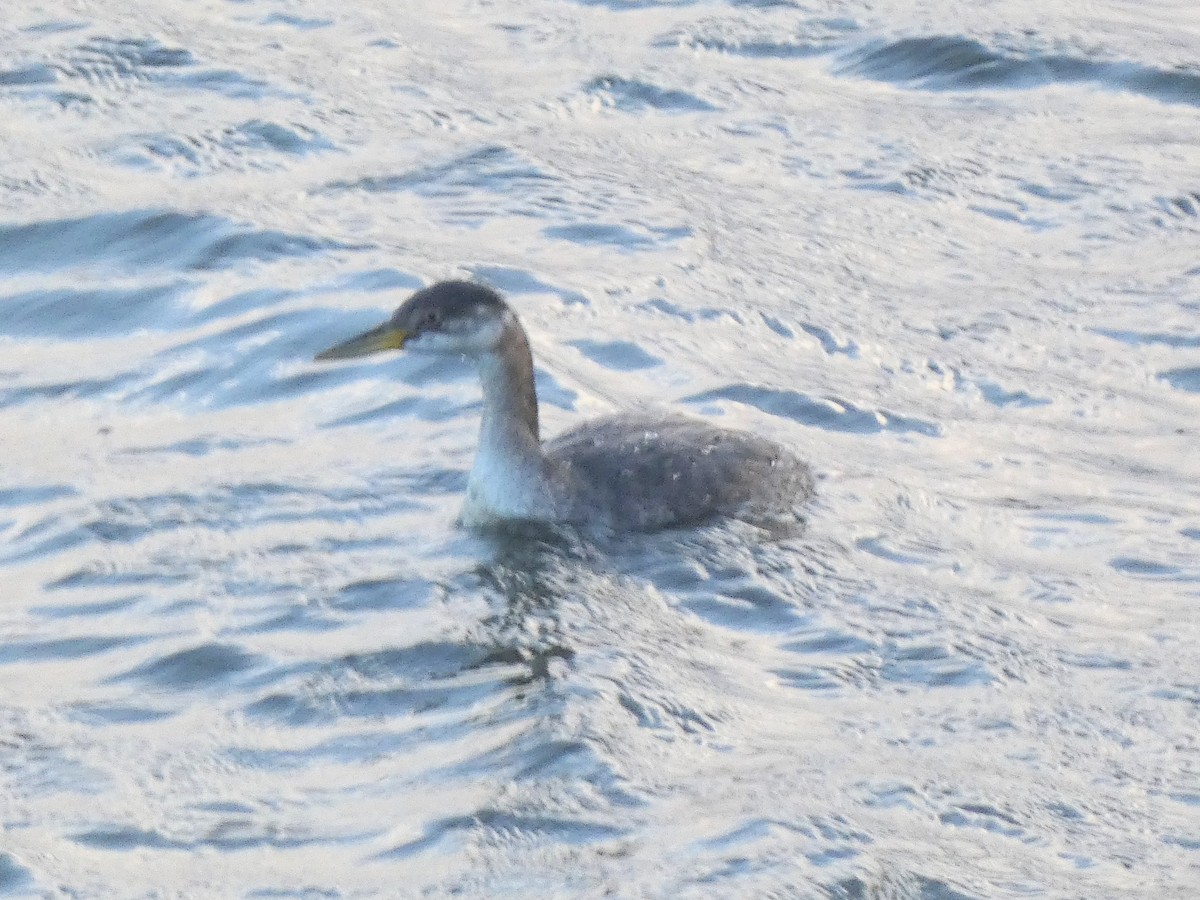 Буурал шунгуур - ML645324415