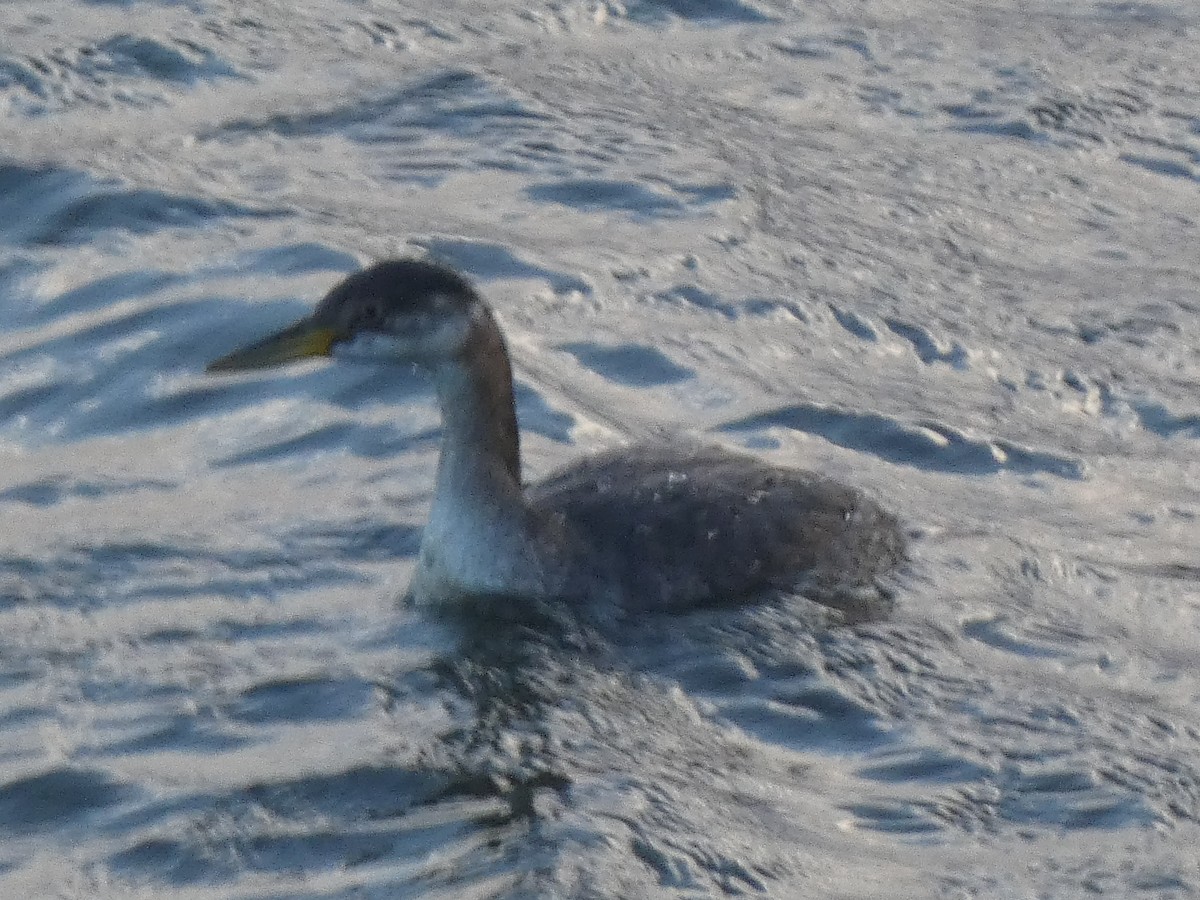 Буурал шунгуур - ML645324417