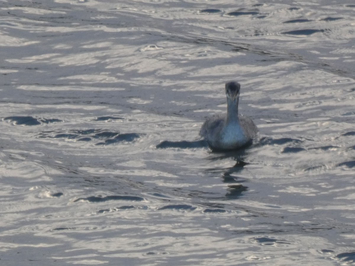 Буурал шунгуур - ML645324418