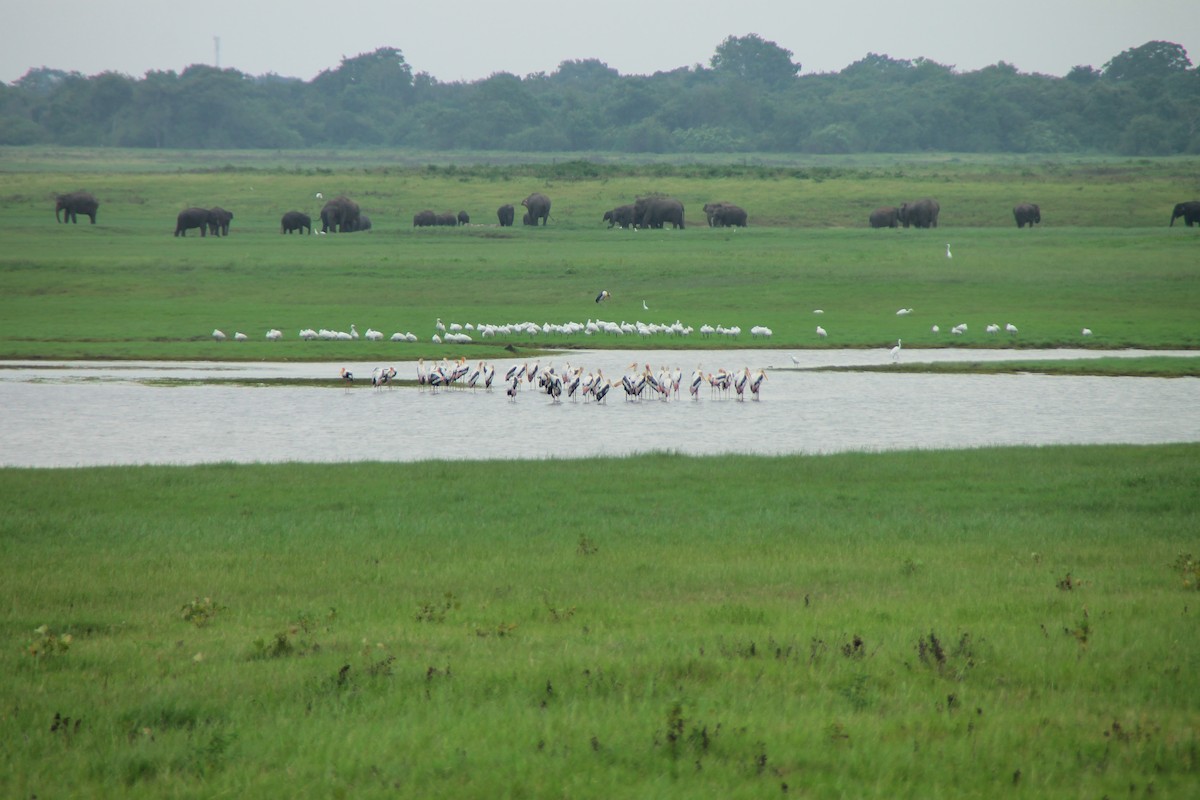 silkehegre - ML645324421