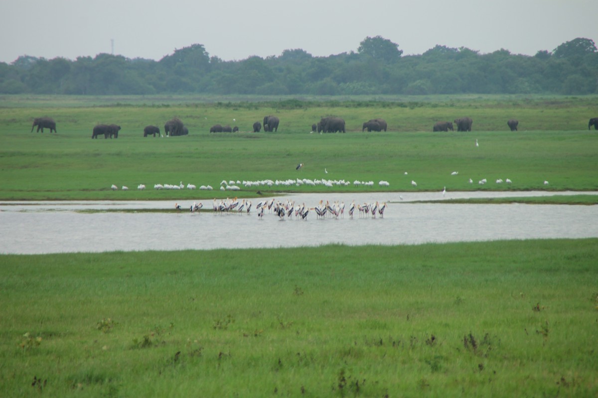 silkehegre - ML645324422