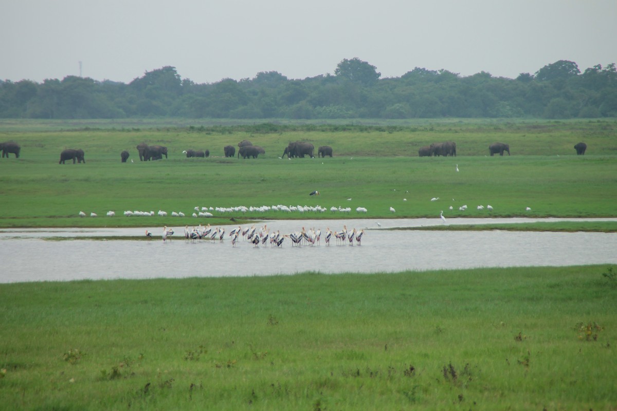 silkehegre - ML645324423