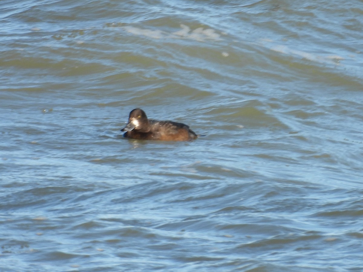 bergand - ML645324424