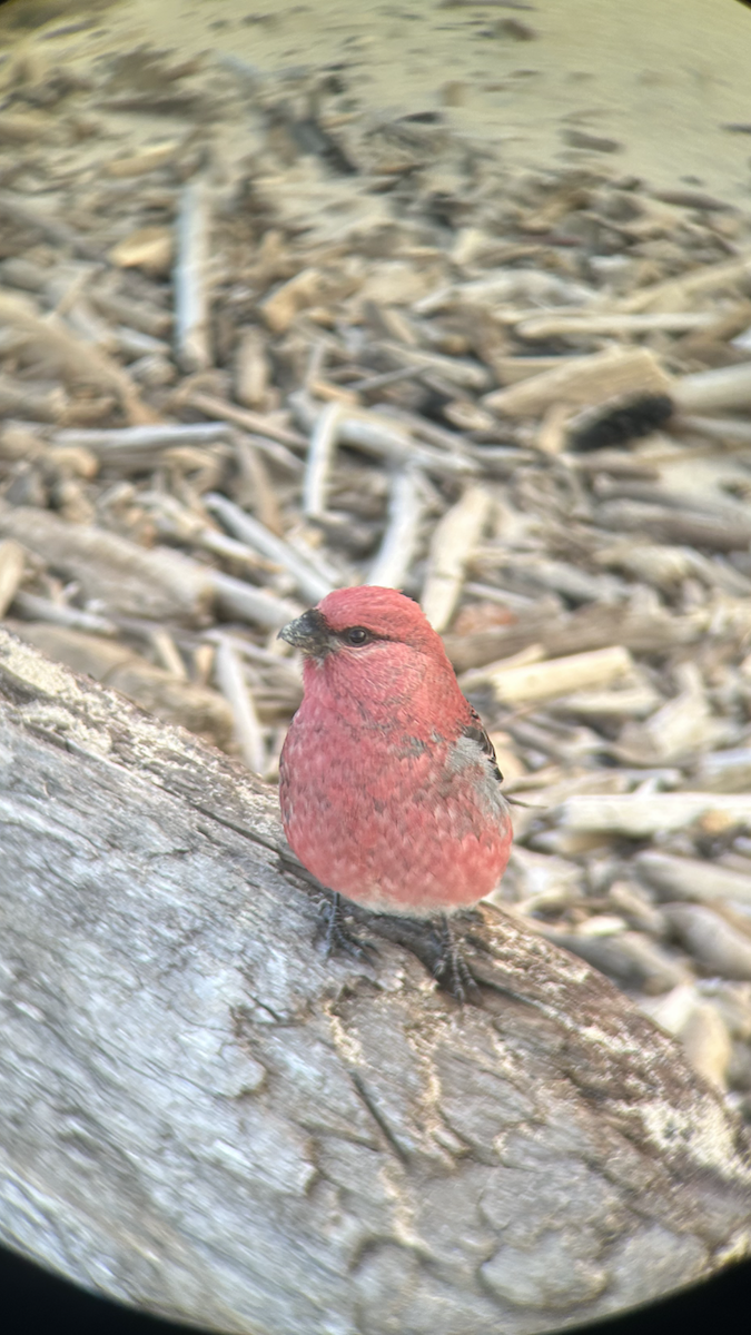 Pine Grosbeak - ML645324431
