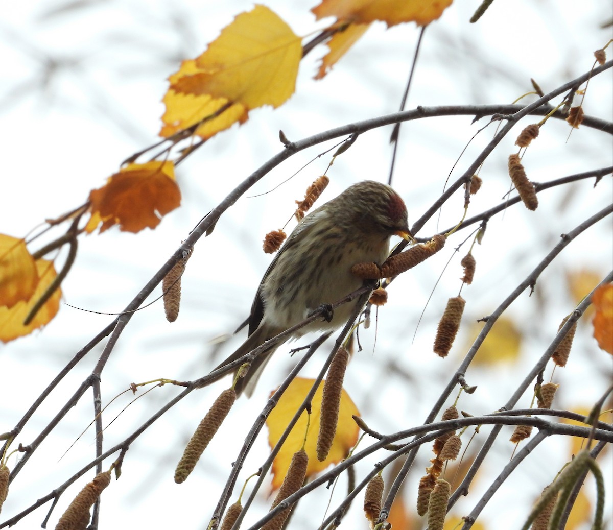 Redpoll - ML645324445