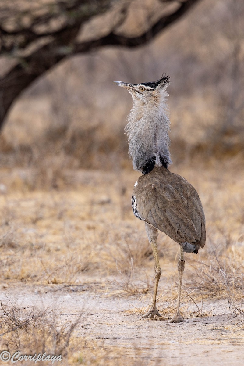アフリカオオノガン - ML645324447