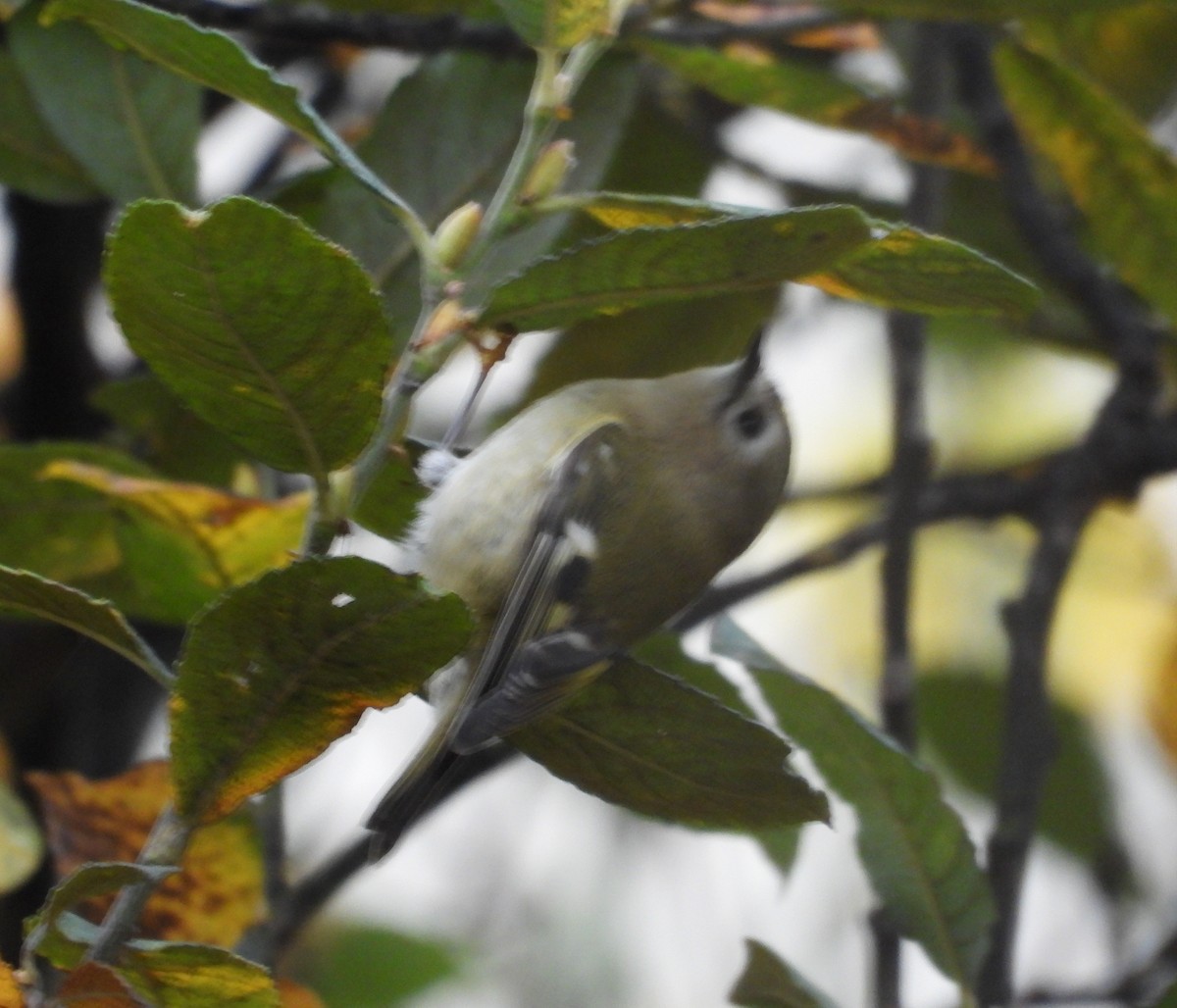 Goldcrest - ML645324456