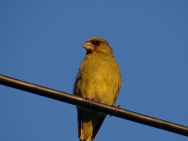 Verdone - ML645324467