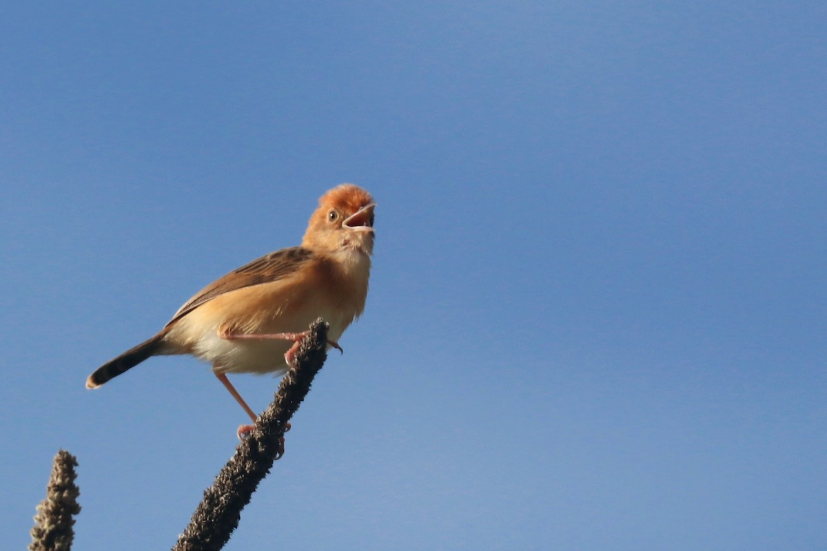 Golden-headed Cisticola - ML645324475