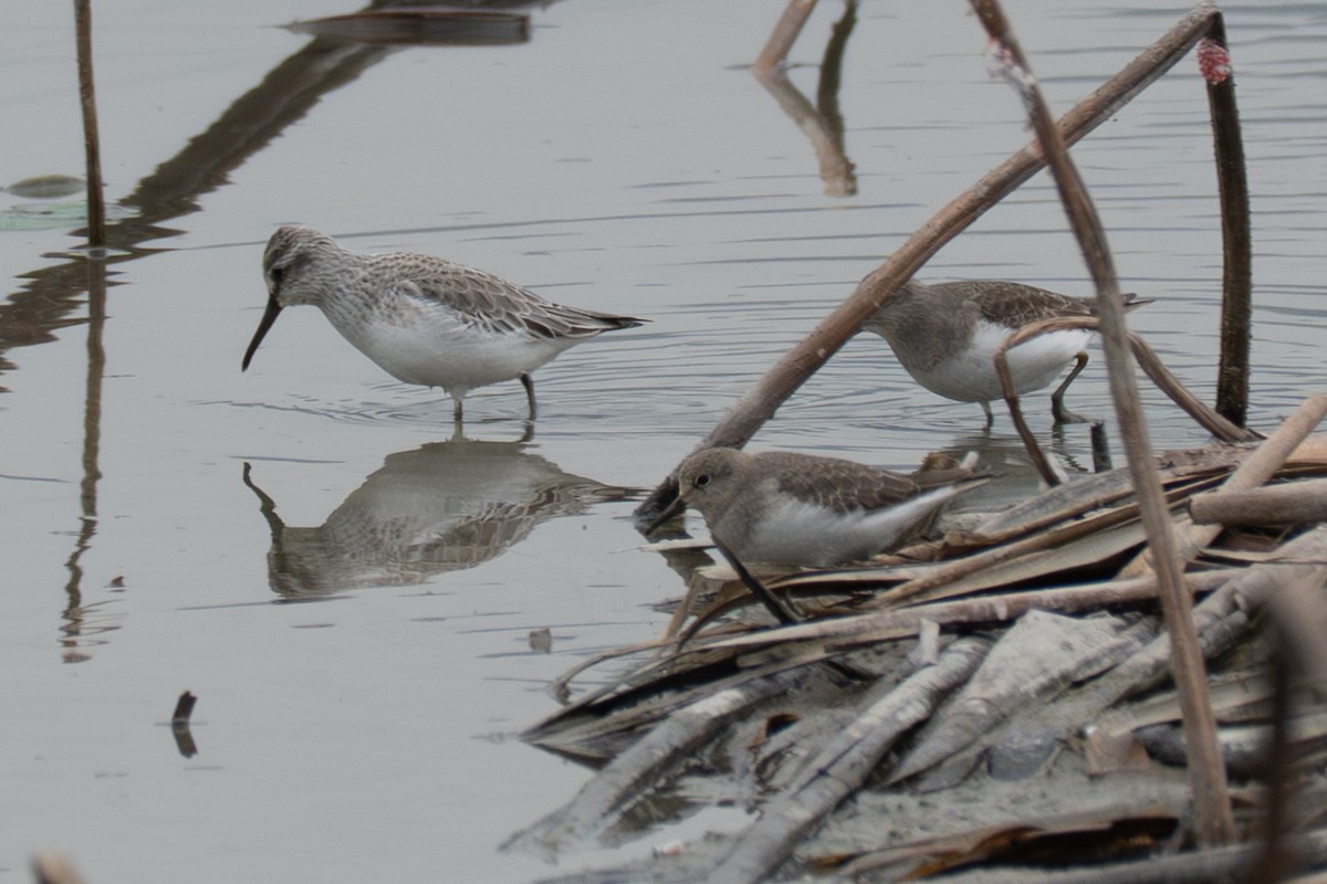 Broad-billed Sandpiper - ML645324476