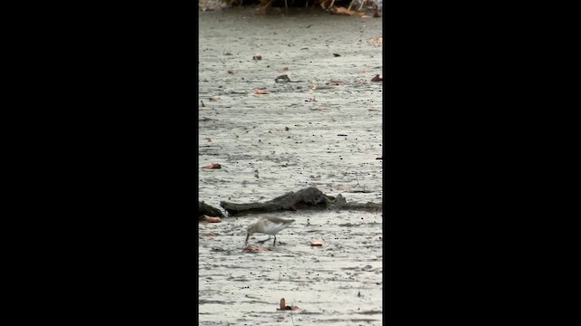 Kara Karınlı Kumkuşu - ML645324478