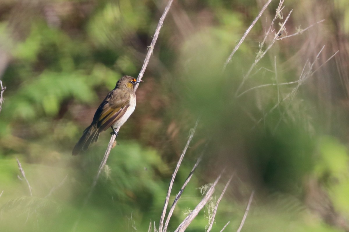 Orange-spotted Bulbul - ML645324491