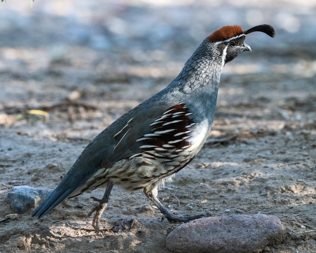Gambel's Quail - ML645324494
