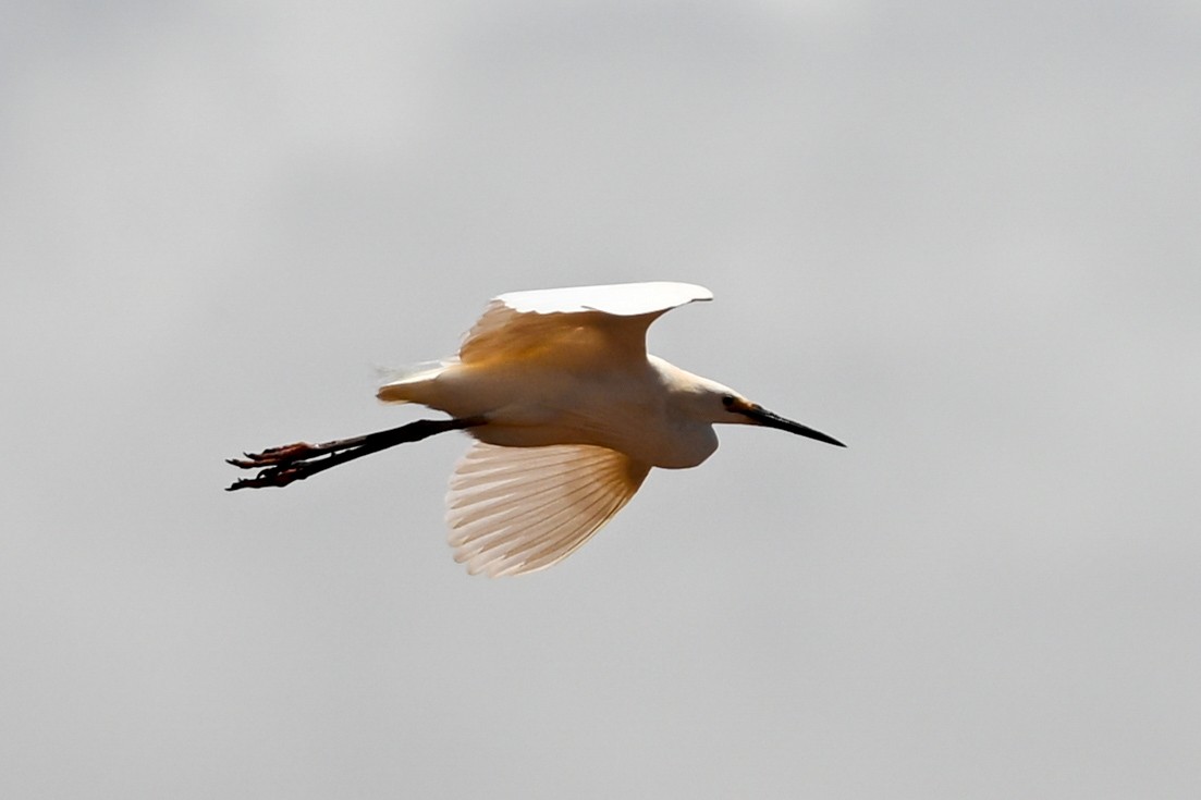 silkehegre - ML645324496