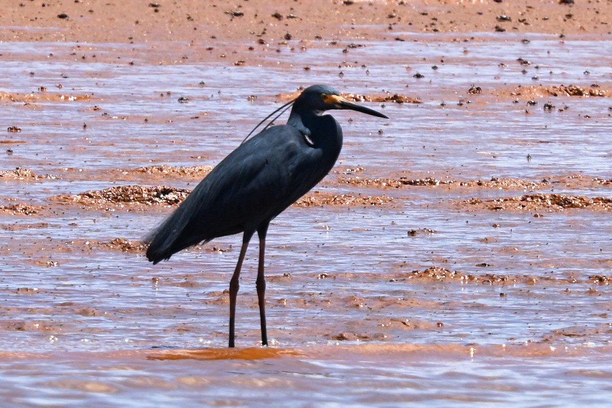 silkehegre - ML645324497