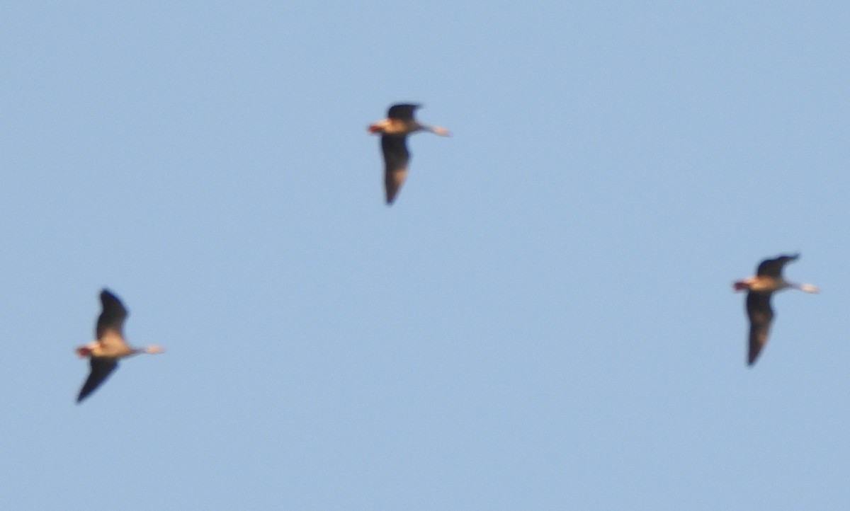 Oie à tête barrée - ML645324498