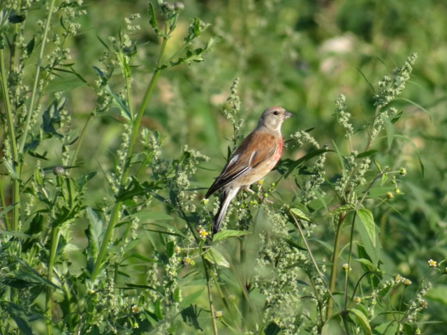 Fanello - ML645324500