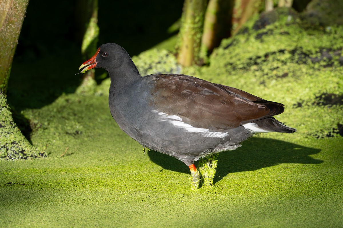 Common Gallinule - ML645324506