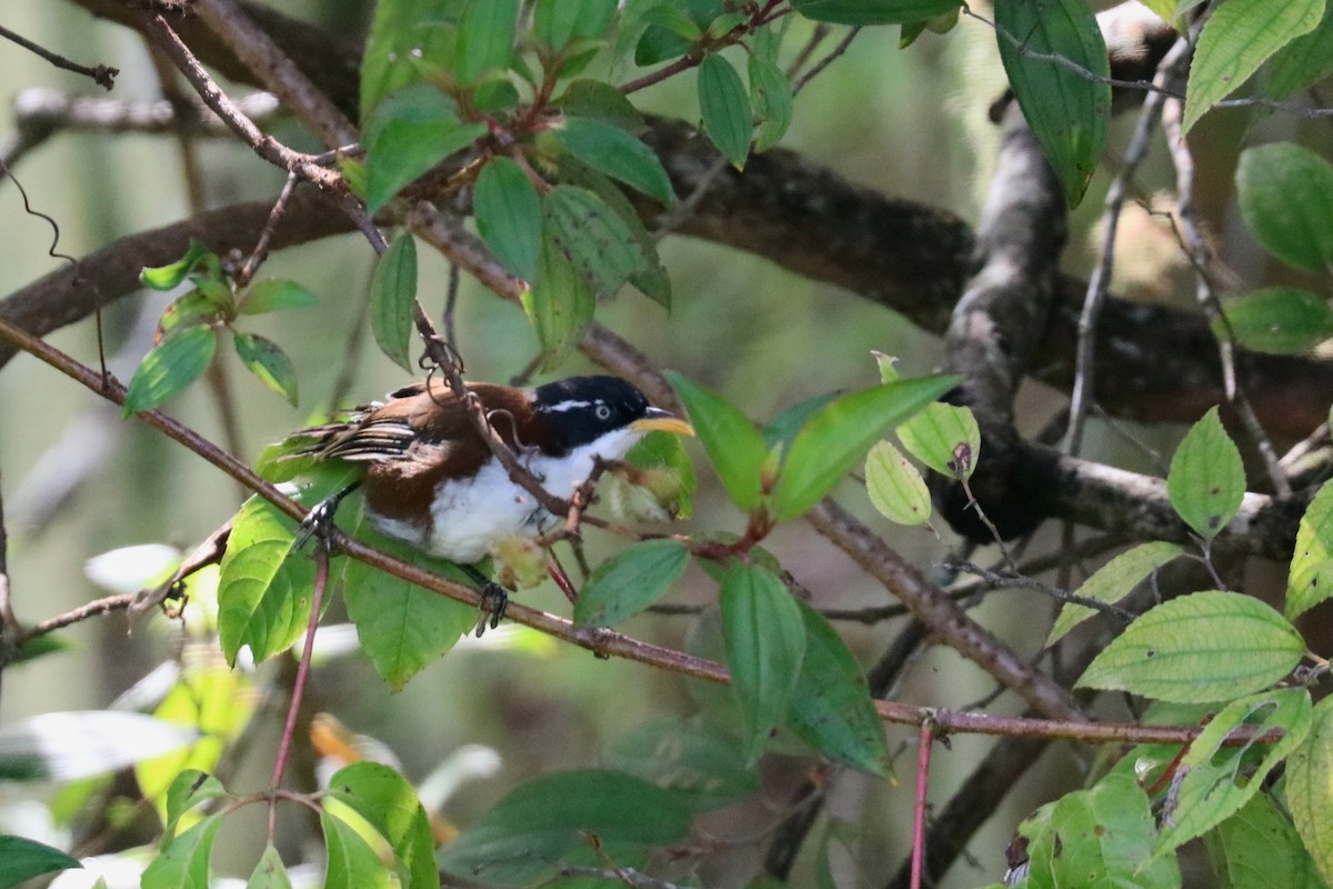 Javan Scimitar-Babbler - ML645324517