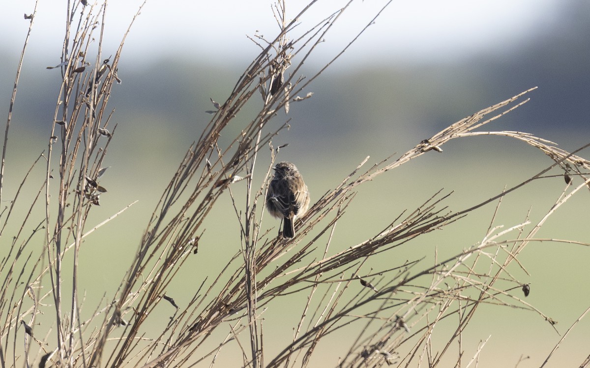 Трав'янка чорноголова - ML645324527