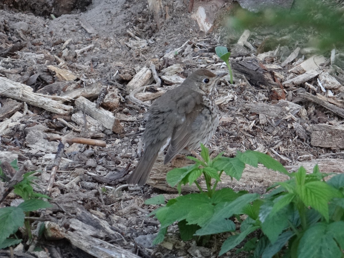 Tordo bottaccio - ML645324528