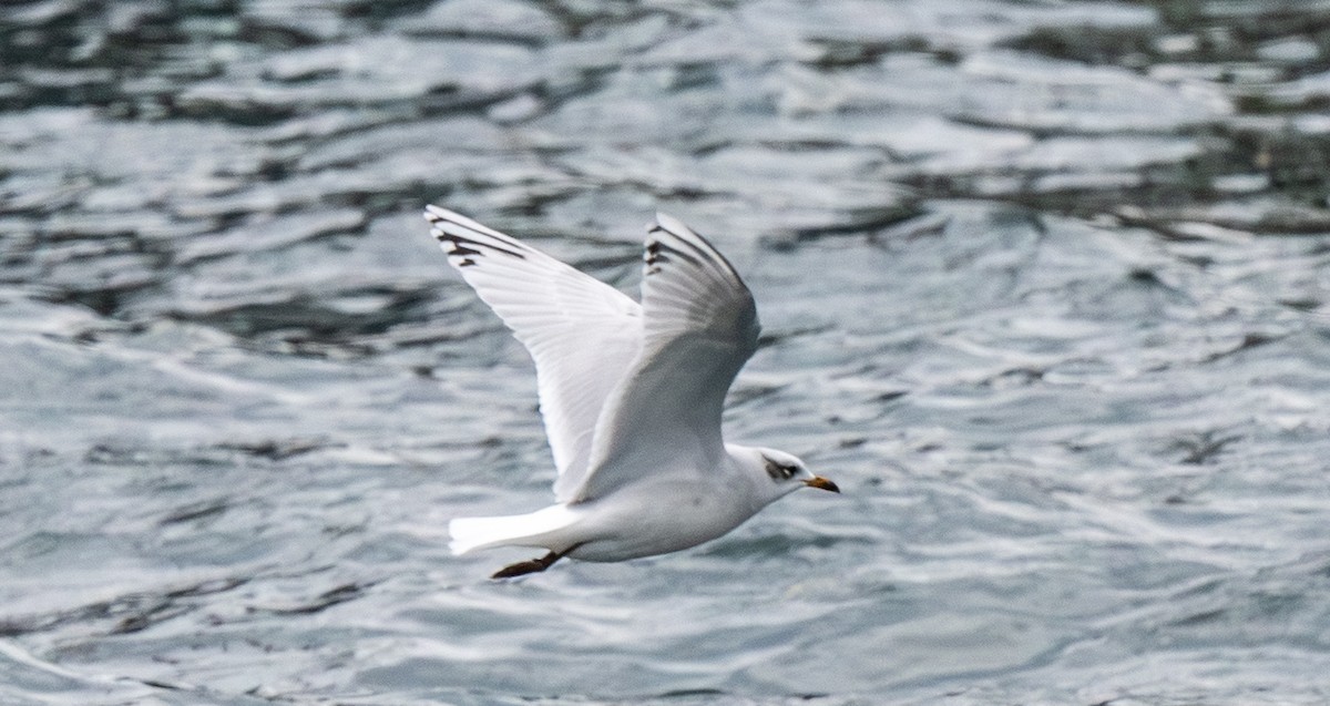 Mediterranean Gull - ML645324531