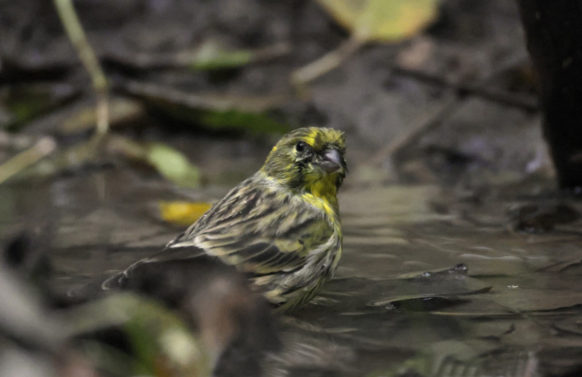 European Serin - ML645324533