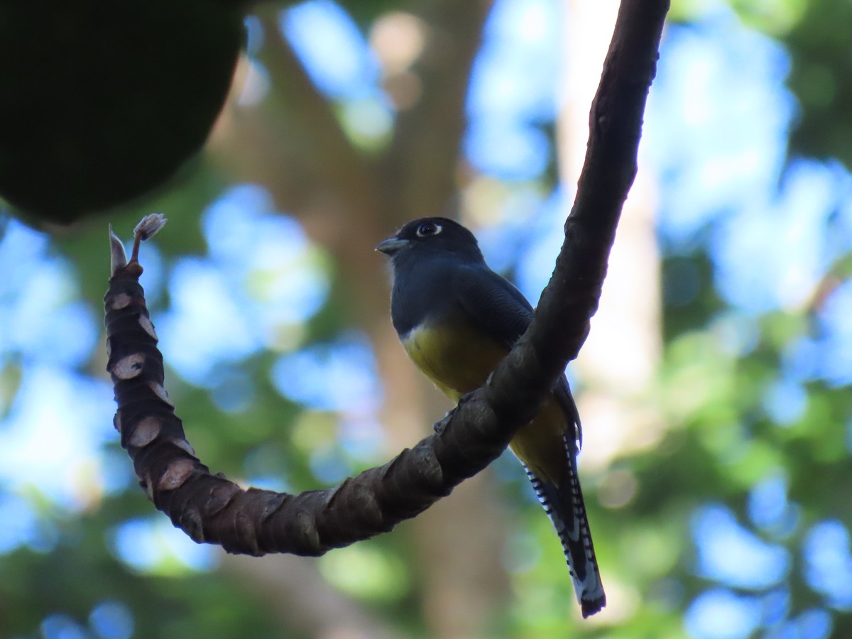 Gartered Violaceous Trogon - ML645324534