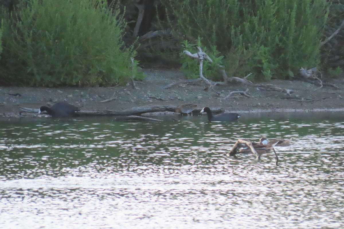 אגמית אמריקנית - ML645324540