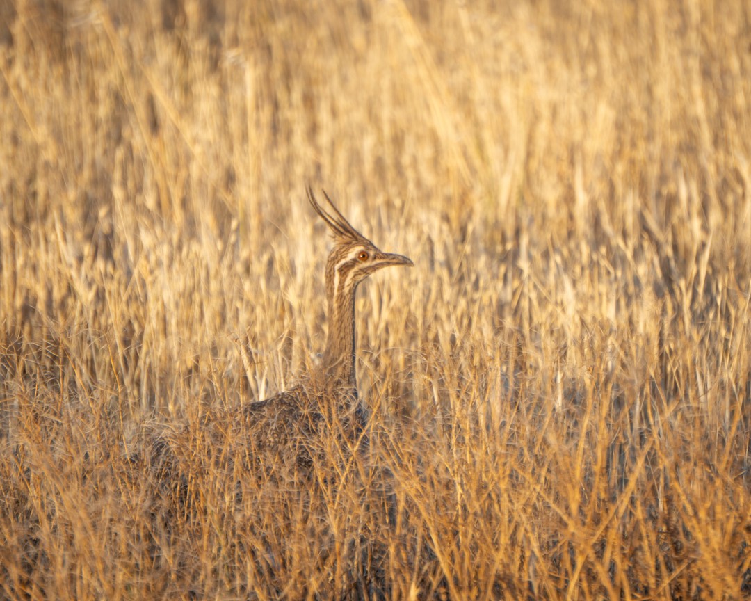 Elegant Crested-Tinamou - ML645324547