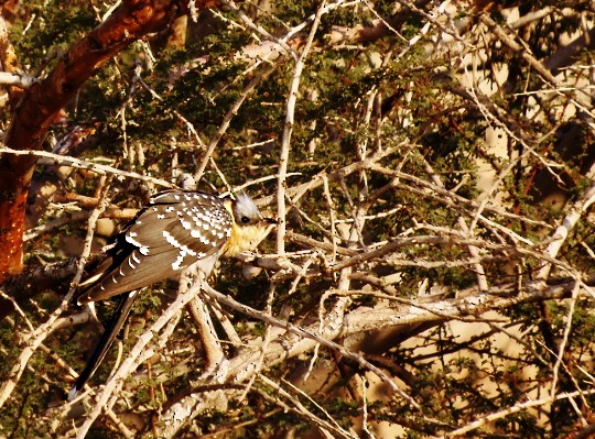 קוקיה מצויצת - ML645324553