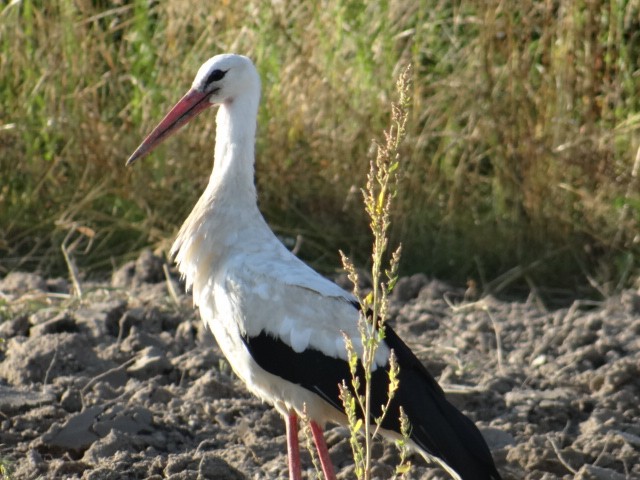 Cicogna bianca - ML645324559