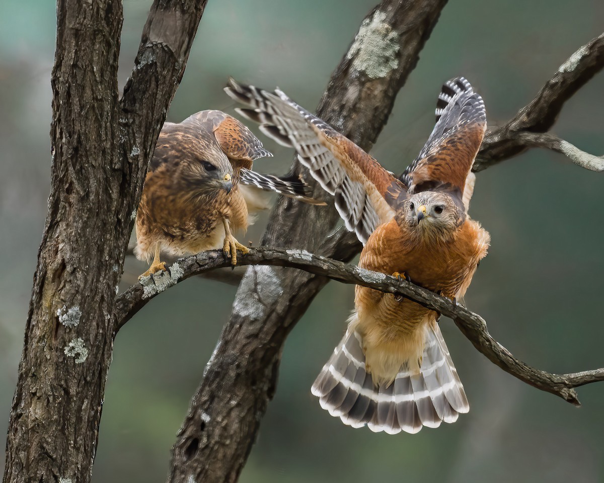 Red-shouldered Hawk - ML645324560