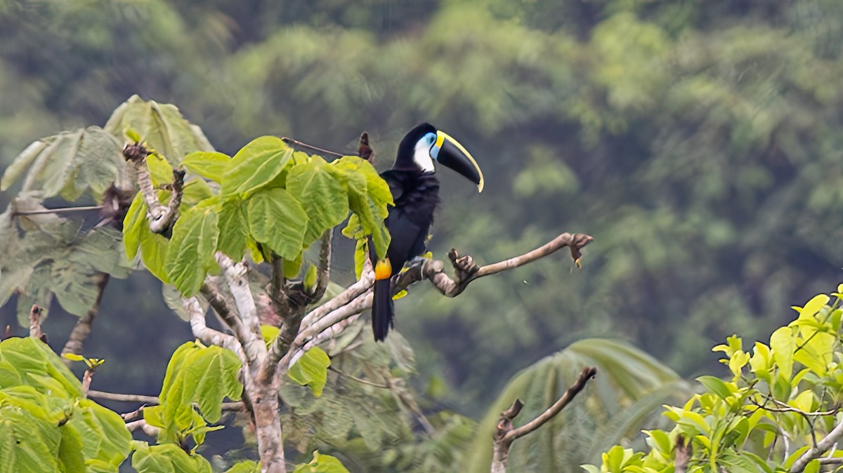 White-throated Toucan - ML645324563