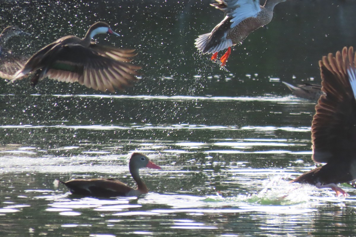 Bahamaente - ML645324578