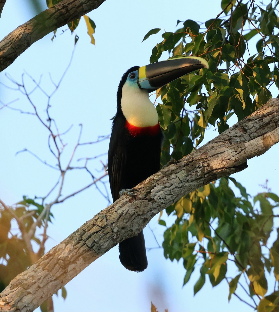 White-throated Toucan - ML645324586