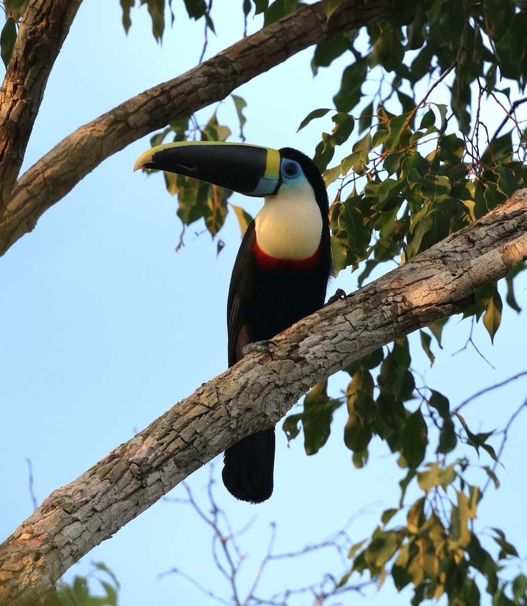 White-throated Toucan - ML645324587
