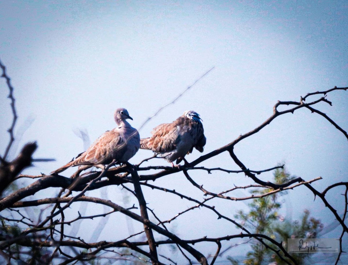 hrdlička zahradní - ML645324591