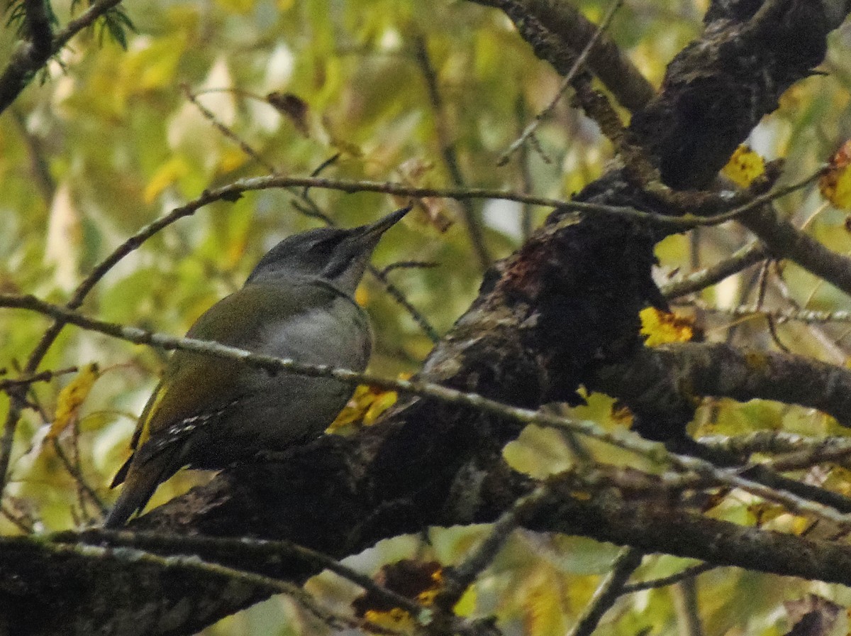 Жовна сива - ML645324593