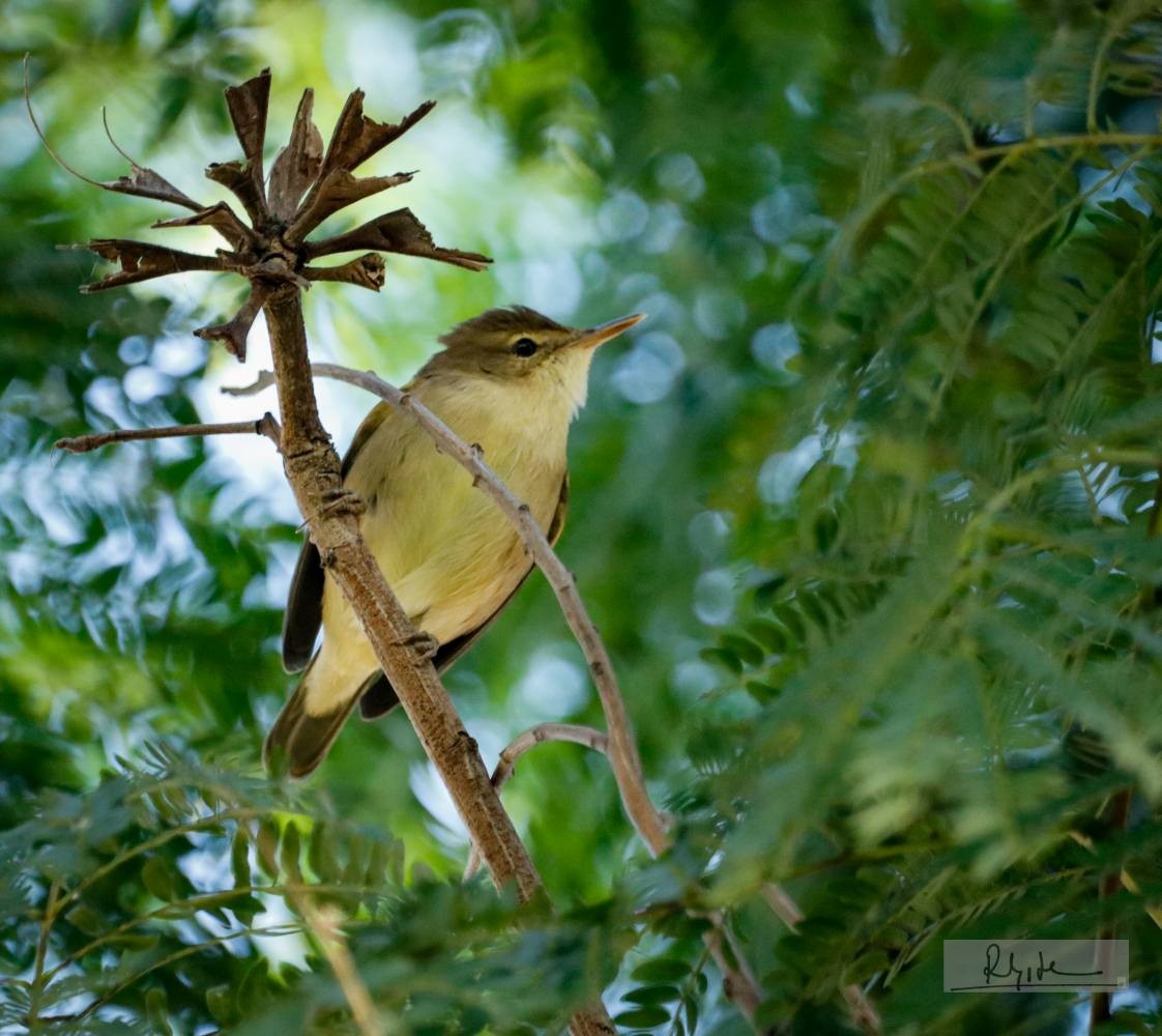 rákosník pokřovní - ML645324606