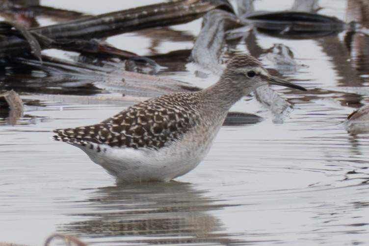 Wood Sandpiper - ML645324621