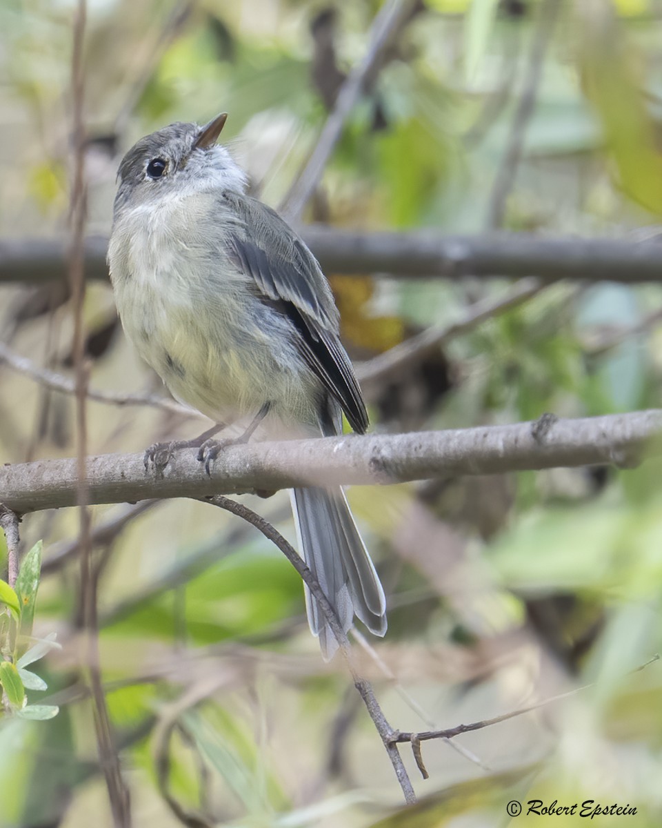 Dusky Flycatcher - ML645324626
