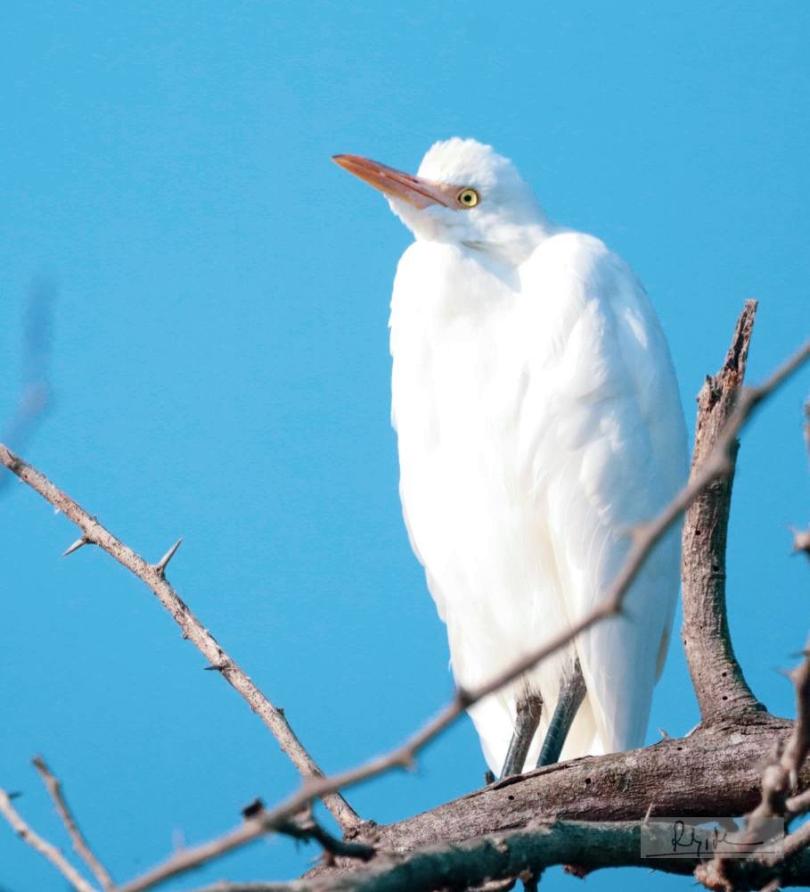 volavka dobytčí - ML645324629